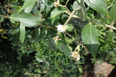 Hiptage benghalensis